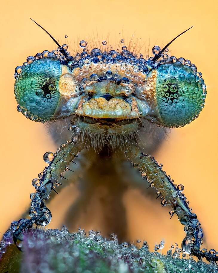Close-up Photographer of the Year