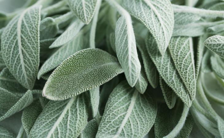 Sage: The Herb With Bountiful Health Benefits 