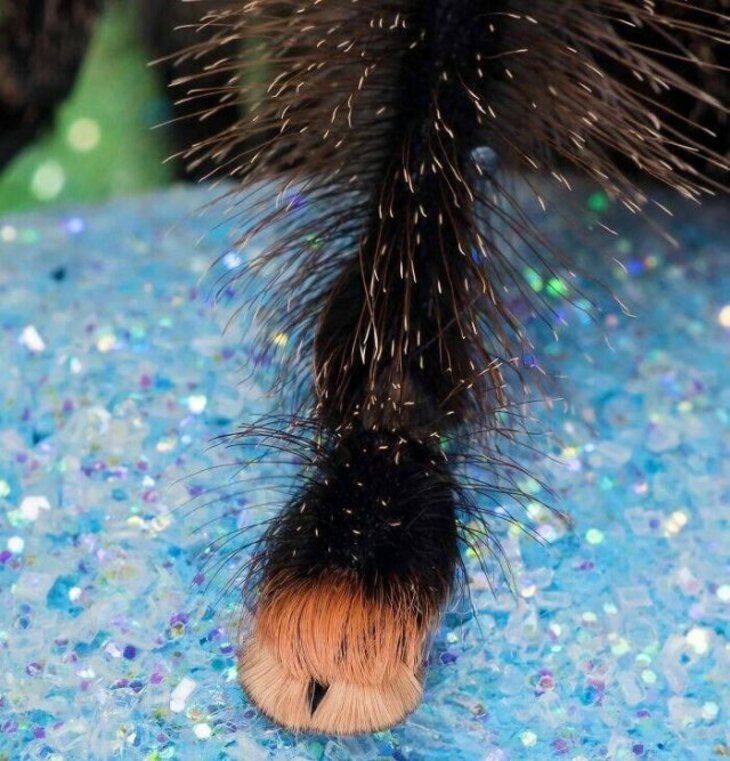 Most Unusual Feet Among The Animal Kingdom 