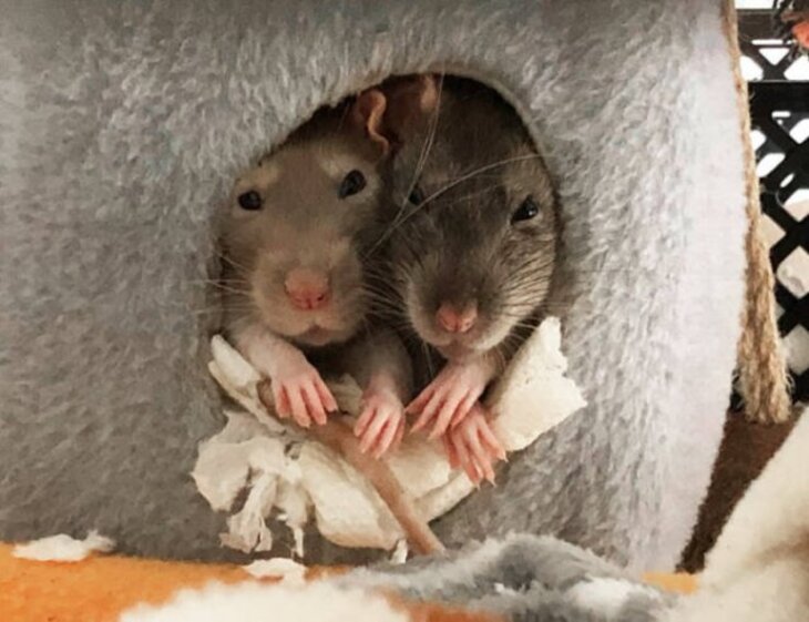 ratos e suas patas
