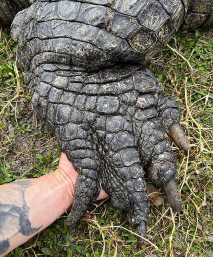 Um pé de crocodilo sobre uma mão humana