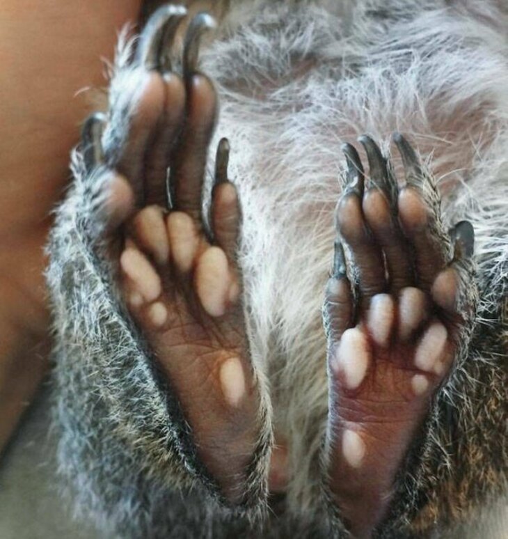 O close dos pés de um esquilo