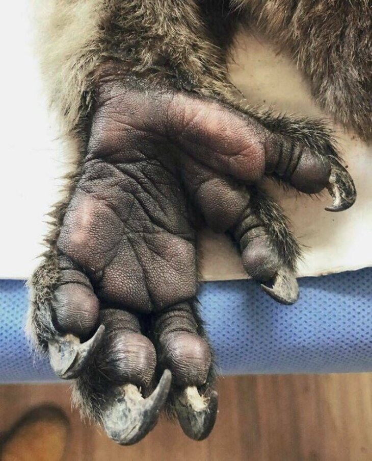 Uma mão de coala