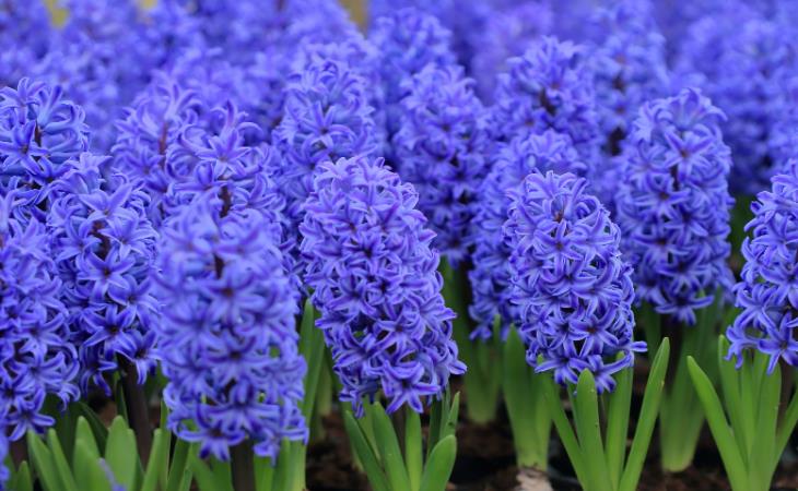 Beautiful Bulbs to Plant in Spring