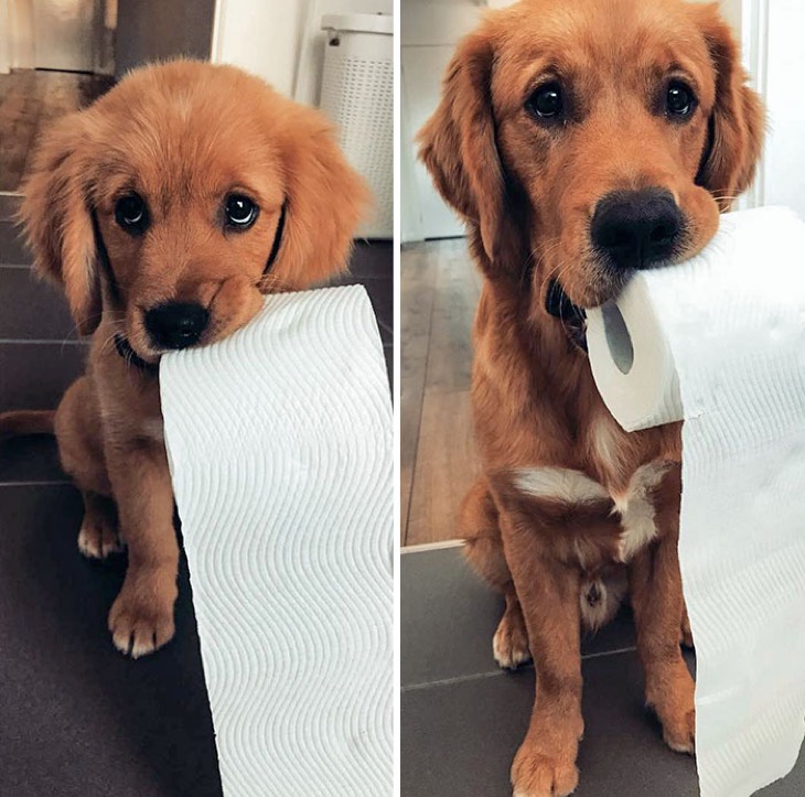 cute puppies before and after grown