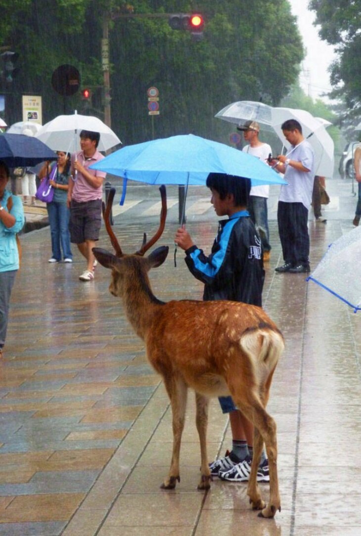 Fascinating Everyday Things That Make Japan Unique