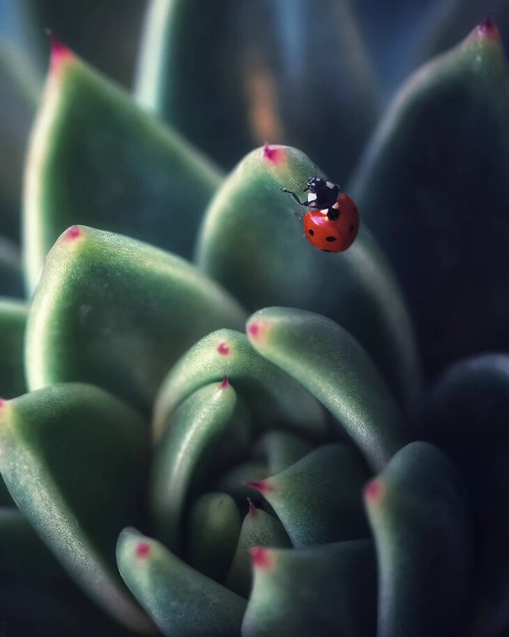 Pretty Ladybugs in Extreme Close-Up