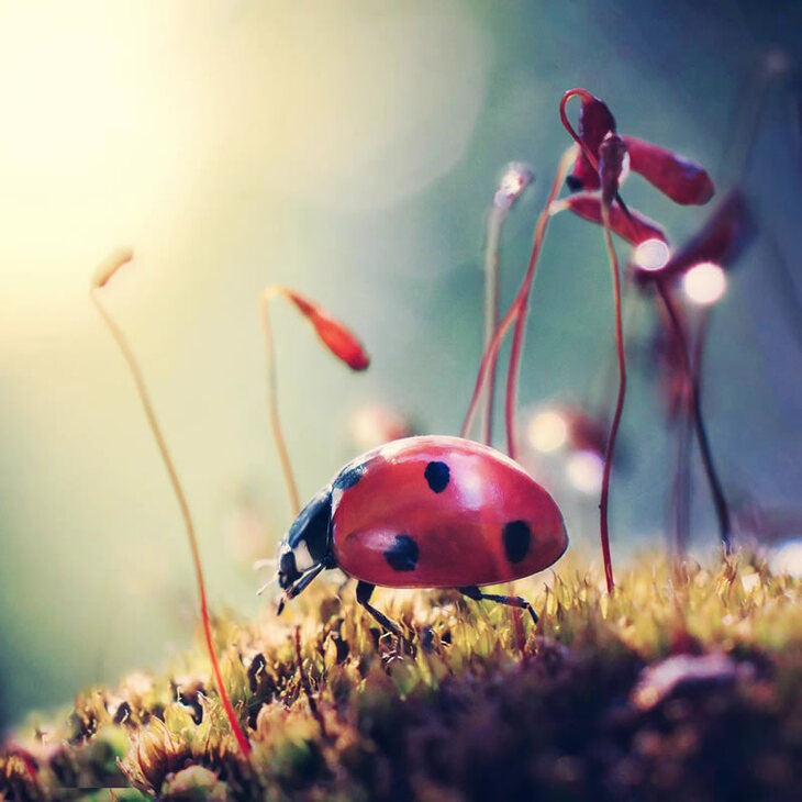 Pretty Ladybugs in Extreme Close-Up