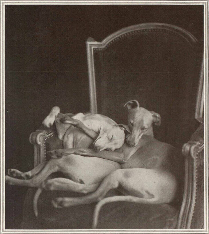 Vintage Photos of Sweet Dogs Throughout History