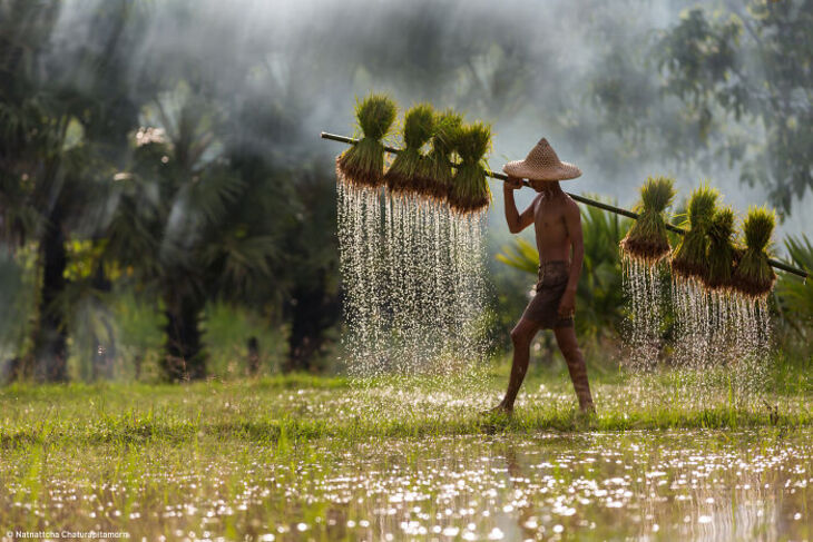 Award-Winning Food Photos