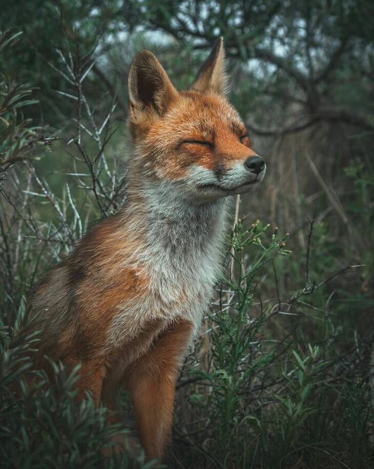 Photos Showcase the True Beauty of the Netherlands