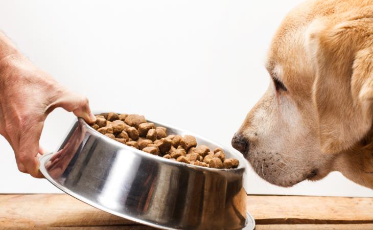 Nutritional Tips for Older Dogs