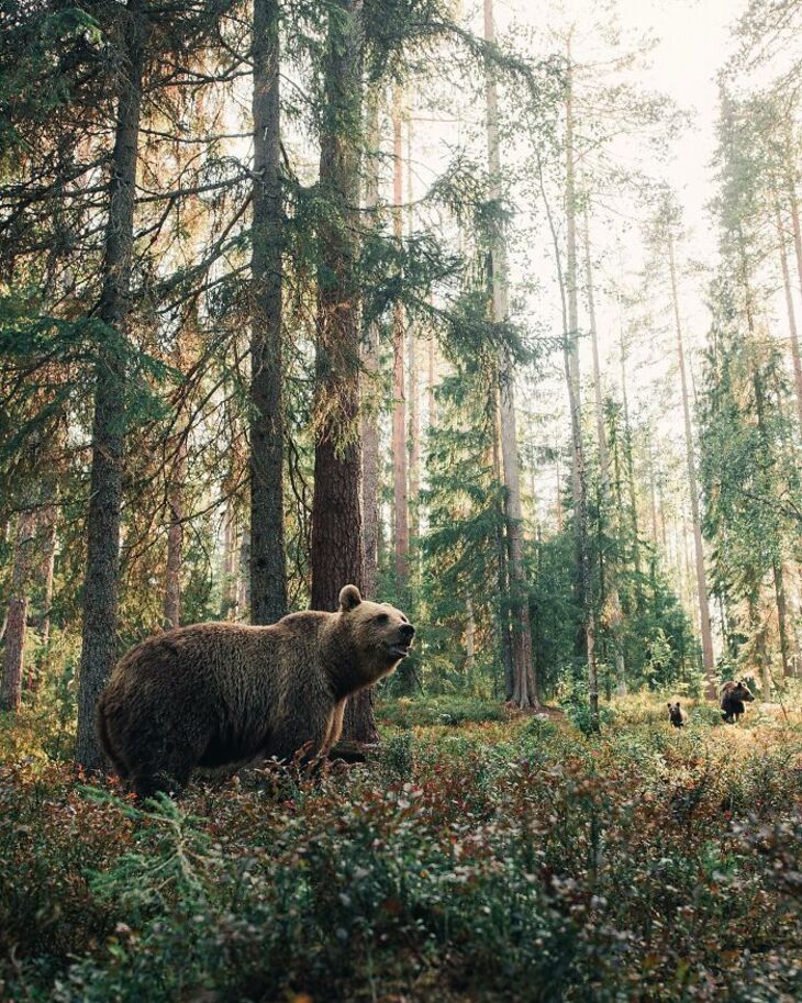 Finland's Majestic Wildlife