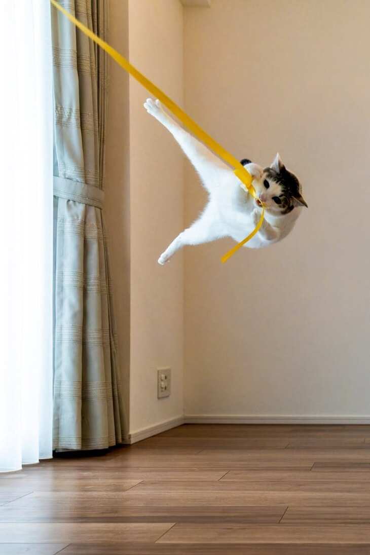 Comedy Pet Photography Awards, 