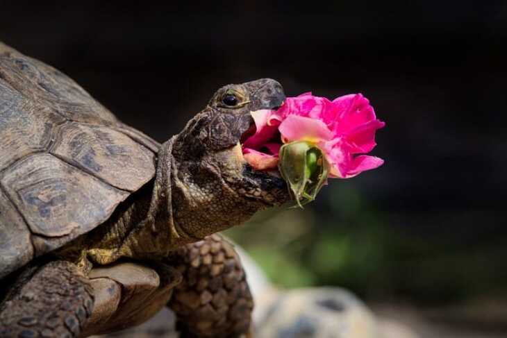 Comedy Pet Photography Awards, 