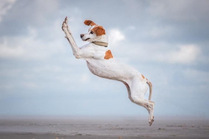 Comedy Pet Photography Awards, 