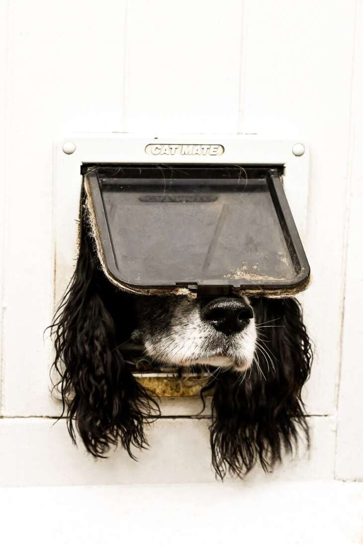 Comedy Pet Photography Awards, 