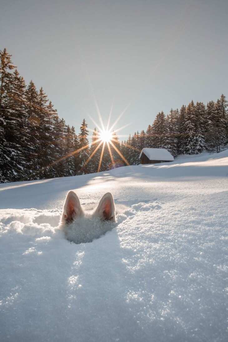 Comedy Pet Photography Awards, 