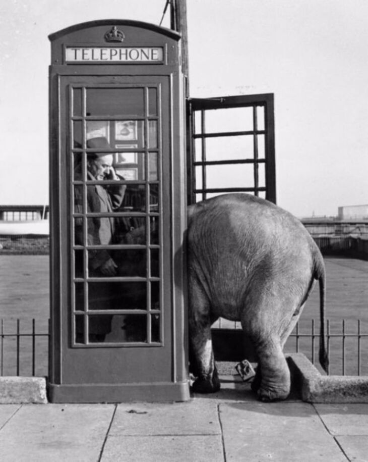  Cute & Funny Vintage Photos of People and Their Pets