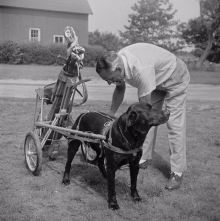  Cute & Funny Vintage Photos of People and Their Pets