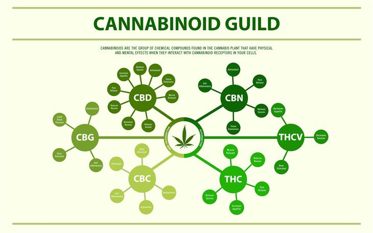 infográfico sobre cannabis