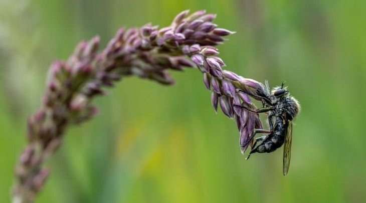 Royal Entomological Society photo contest