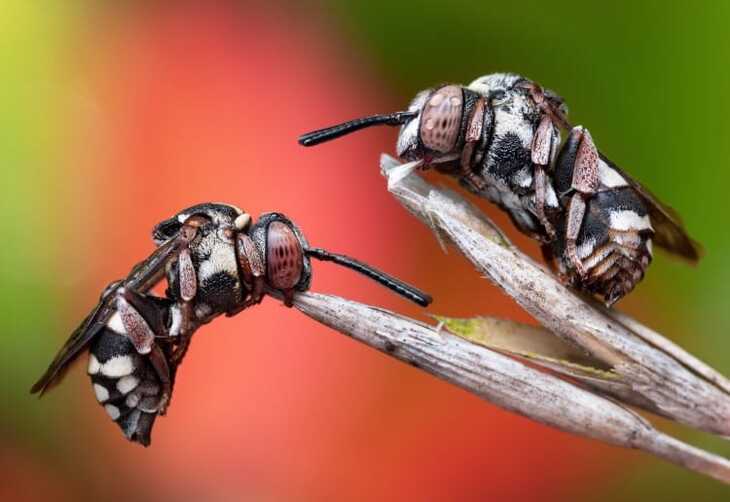 Royal Entomological Society photo contest