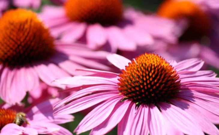 Echinacea 