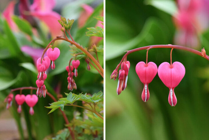 Photos of 14 Fascinating and Rare Plants