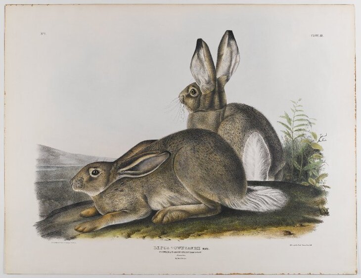 James Audubon’s Mammal Paintings