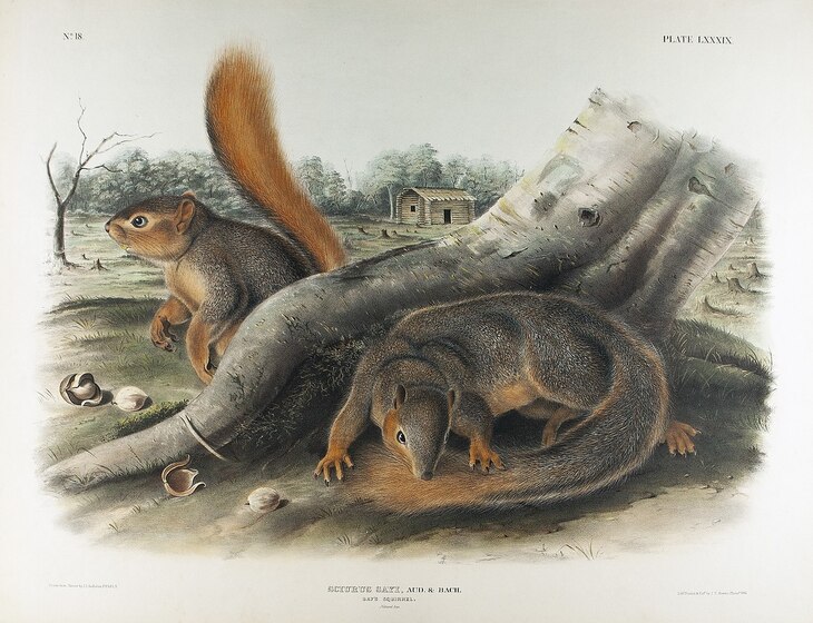 James Audubon’s Mammal Paintings