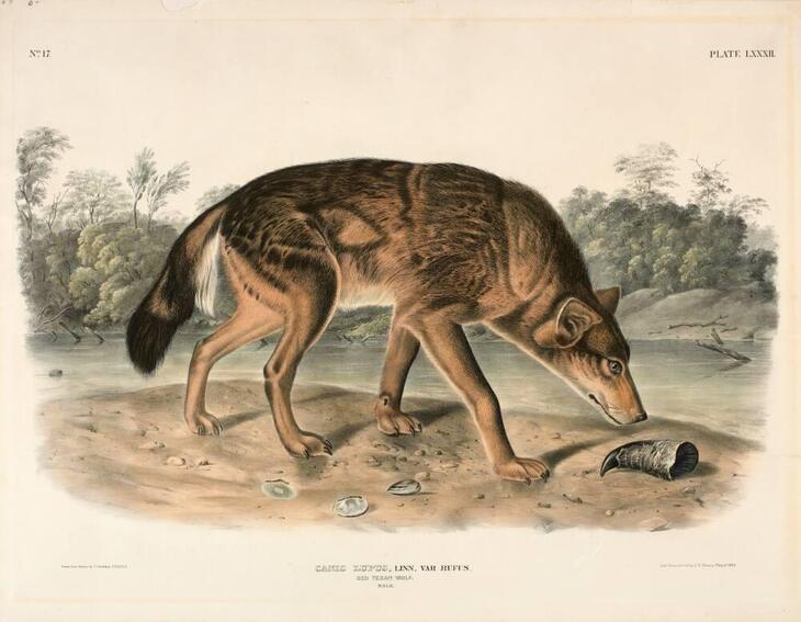 James Audubon’s Mammal Paintings