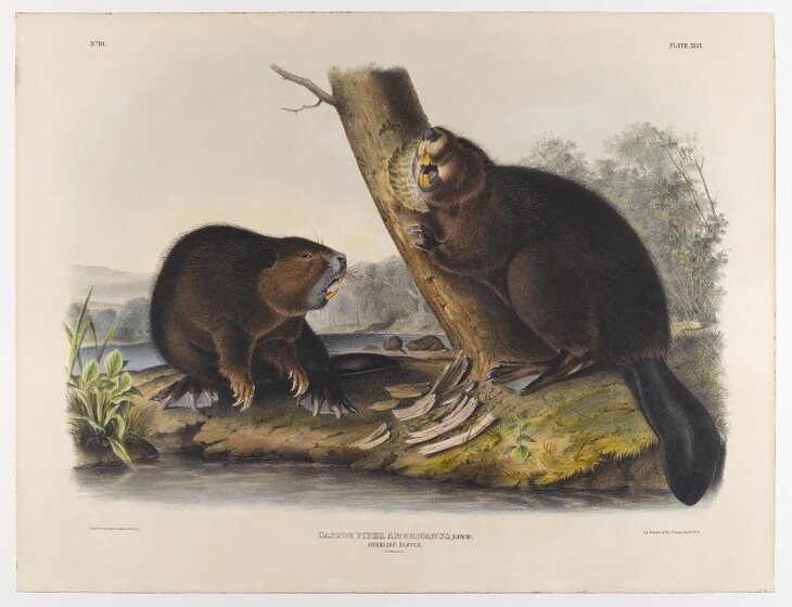 James Audubon’s Mammal Paintings