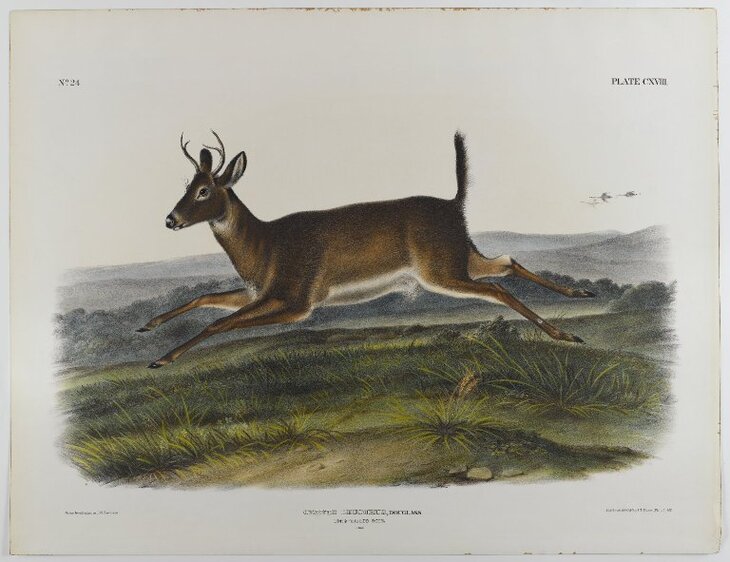 James Audubon’s Mammal Paintings