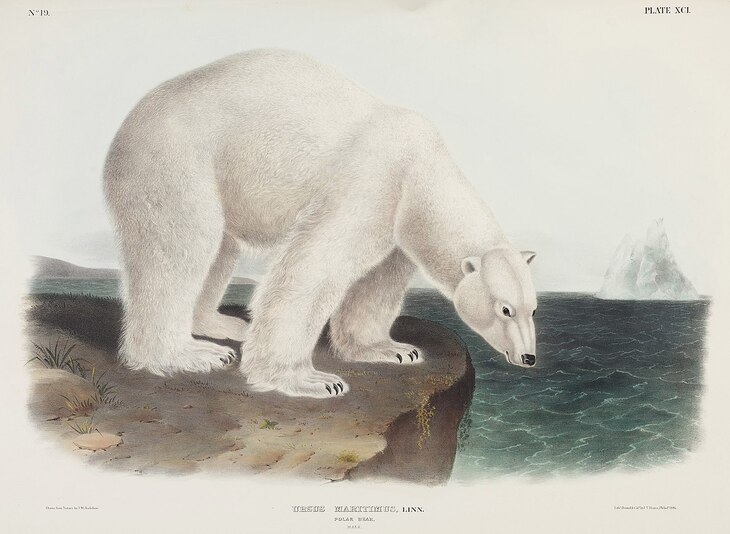 James Audubon’s Mammal Paintings