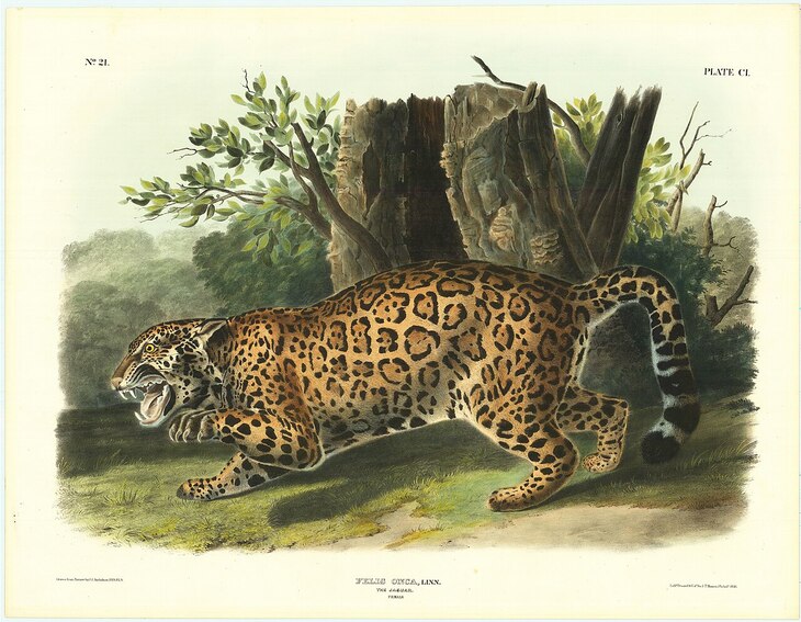 James Audubon’s Mammal Paintings