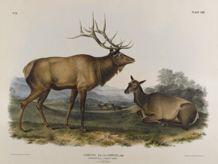 James Audubon’s Mammal Paintings