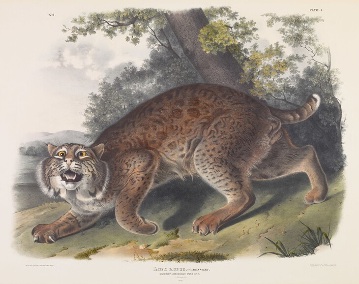 James Audubon’s Mammal Paintings