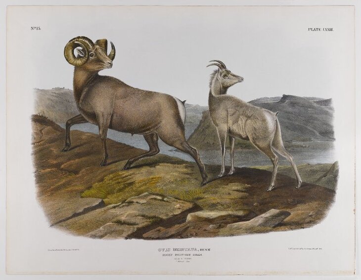 James Audubon’s Mammal Paintings