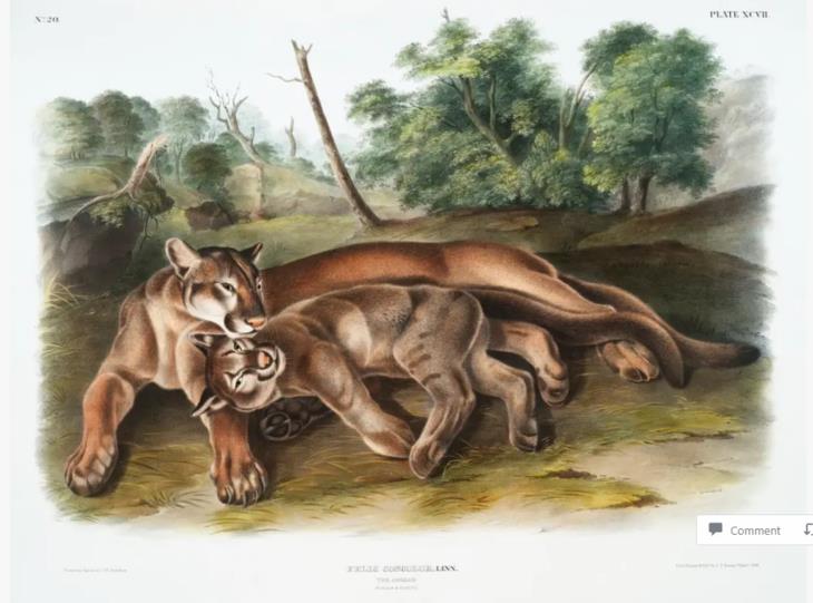 James Audubon’s Mammal Paintings