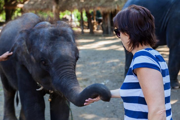 woman playing with baby elephant in thailand