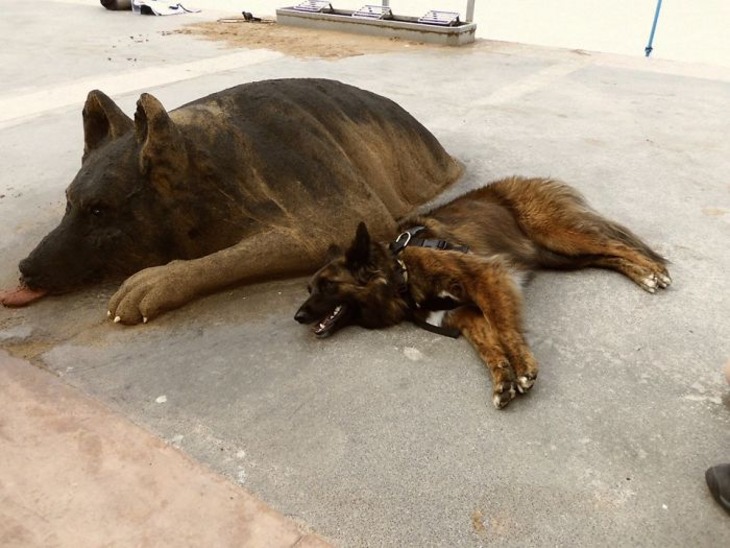 Incredibly Realistic Animal Sand Sculptures 