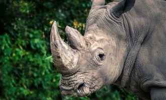 Who is bigger in the animal world: rhinoceros
