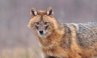 Who is bigger in the animal world: golden jackal