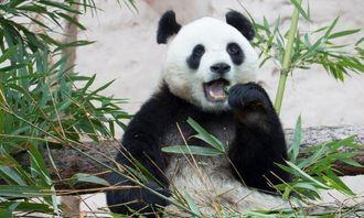 Who is bigger in the animal world: panda bear