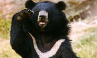 Who is bigger in the animal world: American black bear