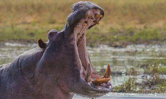 Who is bigger in the animal world: hippopotamus