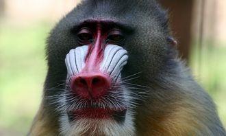 Who is bigger in the animal world: Mandrill