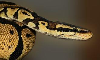 Who is bigger in the animal world: Python