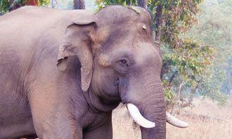 Who is bigger in the animal world: Indian elephant